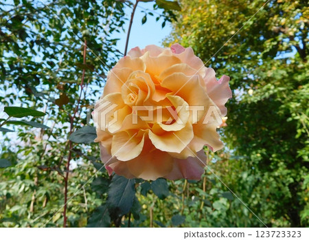 Rose of orange 123723323