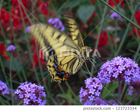 Swallowtail butterfly sucking flower nectar Swallowtail butterfly sucking flower nectar 123723334