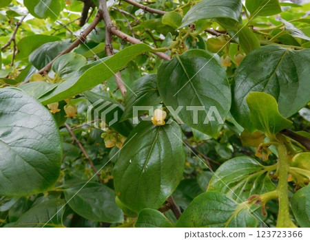 牡蠣花 牡蠣花 123723366