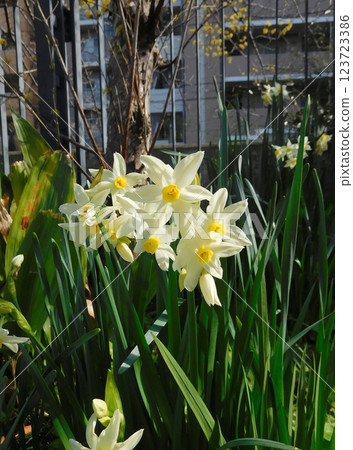 白色的水仙花花 白色的水仙花花 123723386