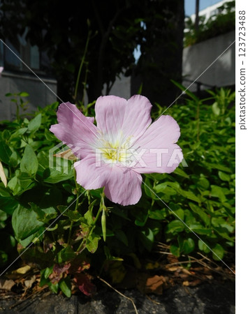 Hiltzakimusuki 123723488