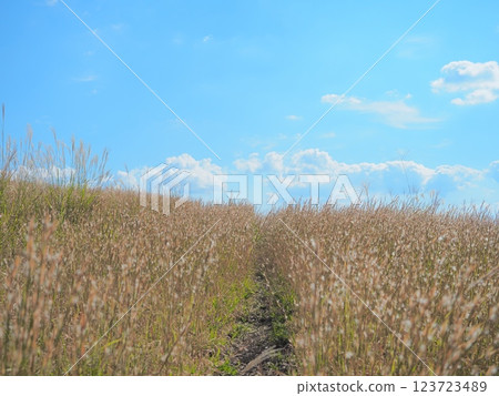 Mountain scenery at Kurinodake Recreation Village, Yusui Town, Kagoshima Prefecture 123723489