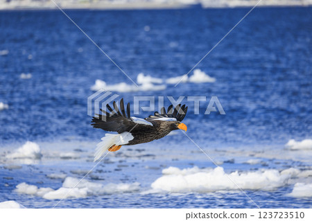 海上之王、流冰使者、虎頭海雕，拍攝於北海道目梨郡羅臼町 123723510