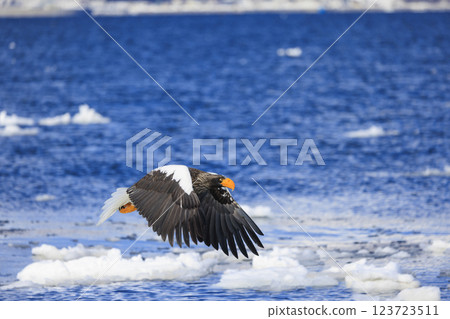海上之王、流冰使者、虎頭海雕，拍攝於北海道目梨郡羅臼町 123723511