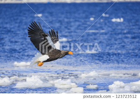 King of the sea, messenger of drift ice, Steller's sea eagle, photographed in Rausu Town, Menashi District, Hokkaido 123723512