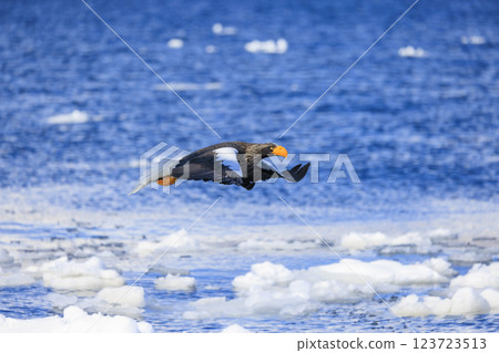 King of the sea, messenger of drift ice, Steller's sea eagle, photographed in Rausu Town, Menashi District, Hokkaido King of the sea, messenger of drift ice, Steller's sea eagle, photographed in Rausu Town, Menashi District, Hokkaido 123723513