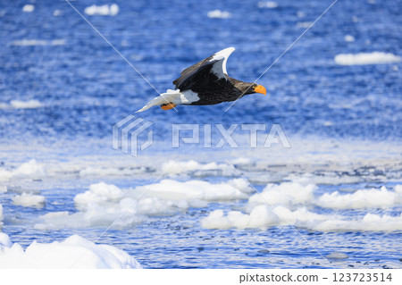 King of the sea, messenger of drift ice, Steller's sea eagle, photographed in Rausu Town, Menashi District, Hokkaido King of the sea, messenger of drift ice, Steller's sea eagle, photographed in Rausu Town, Menashi District, Hokkaido 123723514