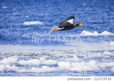 海上之王、流冰使者、虎頭海雕,拍攝於北海道目梨郡羅臼町 海上之王、流冰使者、虎頭海雕,拍攝於北海道目梨郡羅臼町 123723516