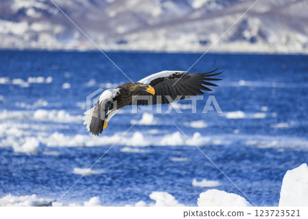 King of the sea, messenger of drift ice, Steller's sea eagle, photographed in Rausu Town, Menashi District, Hokkaido 123723521