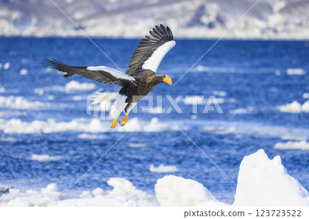 King of the sea, messenger of drift ice, Steller's sea eagle, photographed in Rausu Town, Menashi District, Hokkaido 123723522