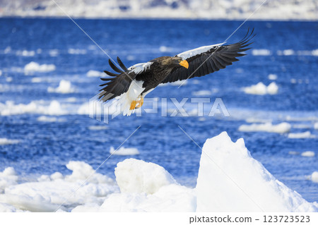 King of the sea, messenger of drift ice, Steller's sea eagle, photographed in Rausu Town, Menashi District, Hokkaido King of the sea, messenger of drift ice, Steller's sea eagle, photographed in Rausu Town, Menashi District, Hokkaido 123723523