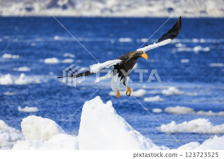 King of the sea, messenger of drift ice, Steller's sea eagle, photographed in Rausu Town, Menashi District, Hokkaido King of the sea, messenger of drift ice, Steller's sea eagle, photographed in Rausu Town, Menashi District, Hokkaido 123723525