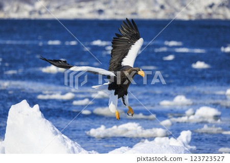 King of the sea, messenger of drift ice, Steller's sea eagle, photographed in Rausu Town, Menashi District, Hokkaido King of the sea, messenger of drift ice, Steller's sea eagle, photographed in Rausu Town, Menashi District, Hokkaido 123723527