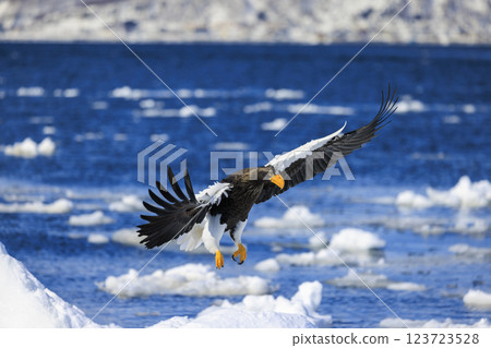 King of the sea, messenger of drift ice, Steller's sea eagle, photographed in Rausu Town, Menashi District, Hokkaido King of the sea, messenger of drift ice, Steller's sea eagle, photographed in Rausu Town, Menashi District, Hokkaido 123723528