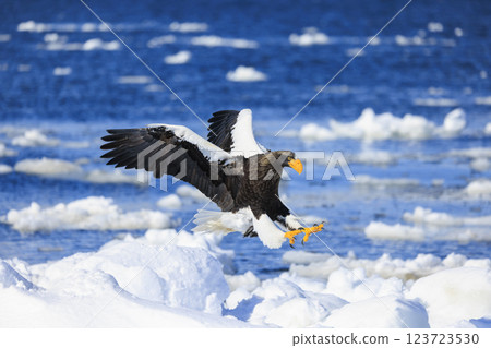 海上之王、流冰使者、虎頭海雕，拍攝於北海道目梨郡羅臼町 123723530