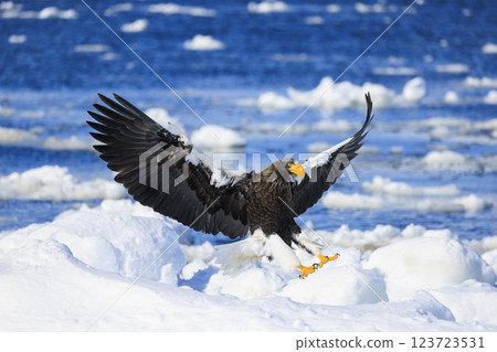 海上之王、流冰使者、虎頭海雕,拍攝於北海道目梨郡羅臼町 海上之王、流冰使者、虎頭海雕,拍攝於北海道目梨郡羅臼町 123723531