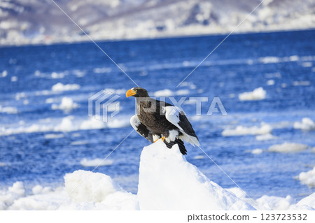 海上之王、流冰使者、虎頭海雕，拍攝於北海道目梨郡羅臼町 123723532