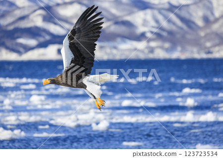 King of the sea, messenger of drift ice, Steller's sea eagle, photographed in Rausu Town, Menashi District, Hokkaido 123723534