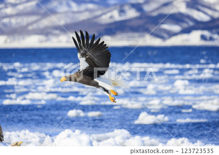 King of the sea, messenger of drift ice, Steller's sea eagle, photographed in Rausu Town, Menashi District, Hokkaido King of the sea, messenger of drift ice, Steller's sea eagle, photographed in Rausu Town, Menashi District, Hokkaido 123723535