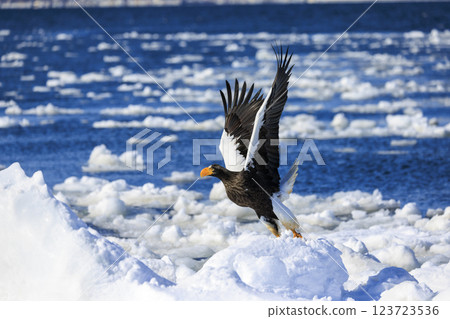 King of the sea, messenger of drift ice, Steller's sea eagle, photographed in Rausu Town, Menashi District, Hokkaido 123723536
