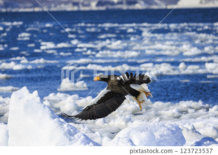 King of the sea, messenger of drift ice, Steller's sea eagle, photographed in Rausu Town, Menashi District, Hokkaido 123723537