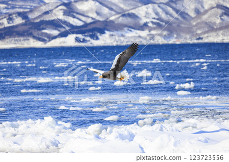 King of the sea, messenger of drift ice, Steller's sea eagle, photographed in Rausu Town, Menashi District, Hokkaido 123723556