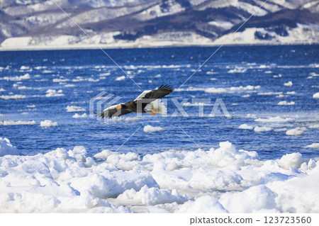 King of the sea, messenger of drift ice, Steller's sea eagle, photographed in Rausu Town, Menashi District, Hokkaido King of the sea, messenger of drift ice, Steller's sea eagle, photographed in Rausu Town, Menashi District, Hokkaido 123723560