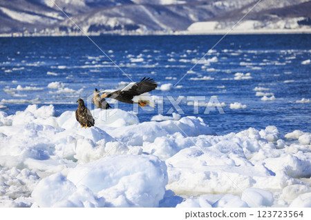 King of the sea, messenger of drift ice, Steller's sea eagle, photographed in Rausu Town, Menashi District, Hokkaido 123723564