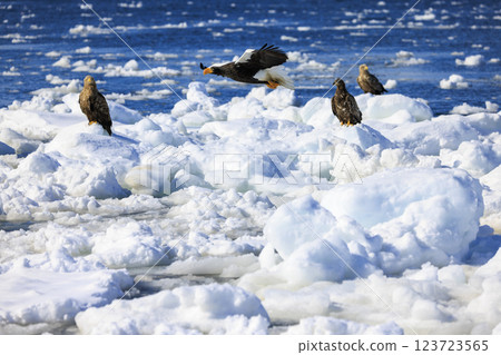 King of the sea, messenger of drift ice, Steller's sea eagle, photographed in Rausu Town, Menashi District, Hokkaido King of the sea, messenger of drift ice, Steller's sea eagle, photographed in Rausu Town, Menashi District, Hokkaido 123723565