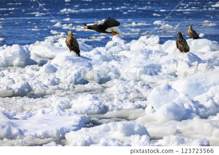 海上之王、流冰使者、虎頭海雕,拍攝於北海道目梨郡羅臼町 海上之王、流冰使者、虎頭海雕,拍攝於北海道目梨郡羅臼町 123723566