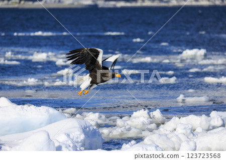 King of the sea, messenger of drift ice, Steller's sea eagle, photographed in Rausu Town, Menashi District, Hokkaido 123723568
