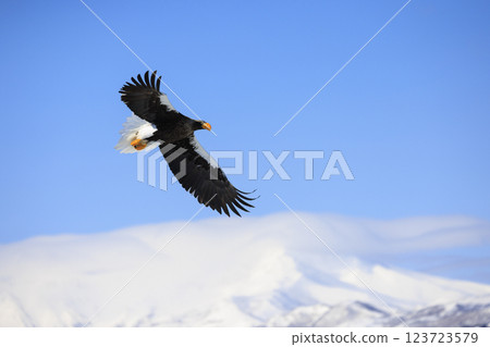 King of the sea, messenger of drift ice, Steller's sea eagle, photographed in Rausu Town, Menashi District, Hokkaido King of the sea, messenger of drift ice, Steller's sea eagle, photographed in Rausu Town, Menashi District, Hokkaido 123723579