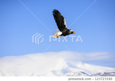 King of the sea, messenger of drift ice, Steller's sea eagle, photographed in Rausu Town, Menashi District, Hokkaido King of the sea, messenger of drift ice, Steller's sea eagle, photographed in Rausu Town, Menashi District, Hokkaido 123723580