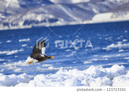 King of the sea, messenger of drift ice, Steller's sea eagle, photographed in Rausu Town, Menashi District, Hokkaido King of the sea, messenger of drift ice, Steller's sea eagle, photographed in Rausu Town, Menashi District, Hokkaido 123723581