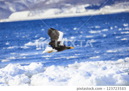 King of the sea, messenger of drift ice, Steller's sea eagle, photographed in Rausu Town, Menashi District, Hokkaido King of the sea, messenger of drift ice, Steller's sea eagle, photographed in Rausu Town, Menashi District, Hokkaido 123723583