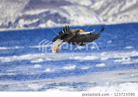King of the sea, messenger of drift ice, Steller's sea eagle, photographed in Rausu Town, Menashi District, Hokkaido King of the sea, messenger of drift ice, Steller's sea eagle, photographed in Rausu Town, Menashi District, Hokkaido 123723590