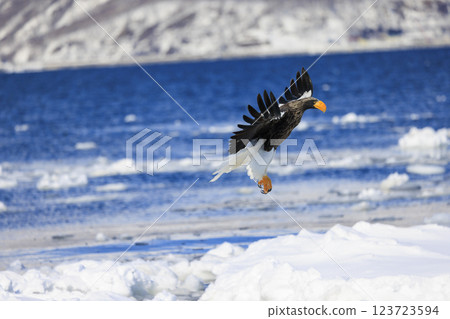 King of the sea, messenger of drift ice, Steller's sea eagle, photographed in Rausu Town, Menashi District, Hokkaido King of the sea, messenger of drift ice, Steller's sea eagle, photographed in Rausu Town, Menashi District, Hokkaido 123723594