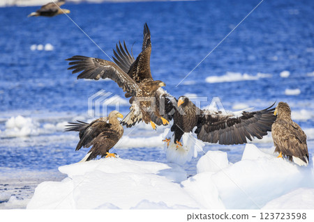 海上之王、流冰使者、虎頭海雕,拍攝於北海道目梨郡羅臼町 海上之王、流冰使者、虎頭海雕,拍攝於北海道目梨郡羅臼町 123723598