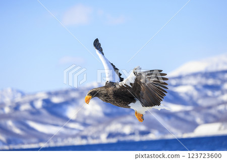 King of the sea, messenger of drift ice, Steller's sea eagle, photographed in Rausu Town, Menashi District, Hokkaido King of the sea, messenger of drift ice, Steller's sea eagle, photographed in Rausu Town, Menashi District, Hokkaido 123723600