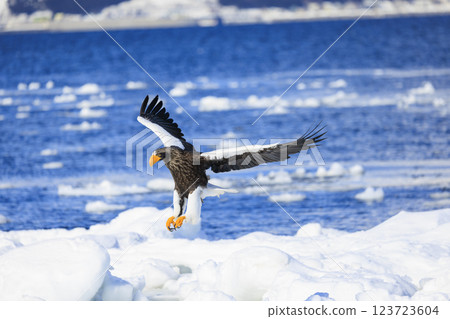 King of the sea, messenger of drift ice, Steller's sea eagle, photographed in Rausu Town, Menashi District, Hokkaido 123723604