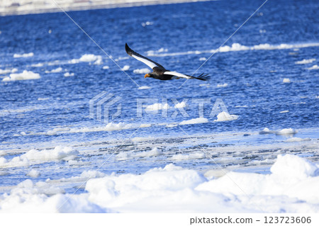 King of the sea, messenger of drift ice, Steller's sea eagle, photographed in Rausu Town, Menashi District, Hokkaido 123723606