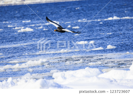 海上之王、流冰使者、虎頭海雕,拍攝於北海道目梨郡羅臼町 海上之王、流冰使者、虎頭海雕,拍攝於北海道目梨郡羅臼町 123723607