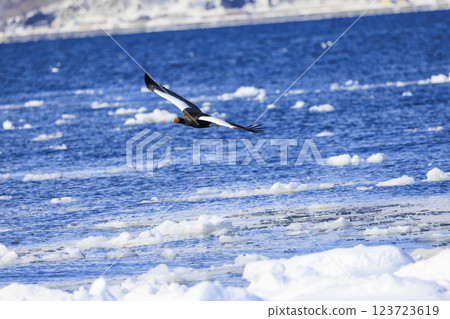 海上之王、流冰使者、虎頭海雕,拍攝於北海道目梨郡羅臼町 海上之王、流冰使者、虎頭海雕,拍攝於北海道目梨郡羅臼町 123723619