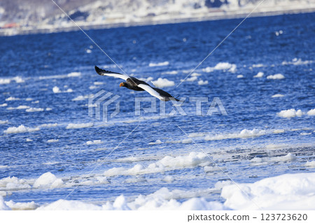 King of the sea, messenger of drift ice, Steller's sea eagle, photographed in Rausu Town, Menashi District, Hokkaido King of the sea, messenger of drift ice, Steller's sea eagle, photographed in Rausu Town, Menashi District, Hokkaido 123723620