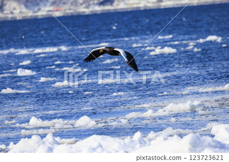 King of the sea, messenger of drift ice, Steller's sea eagle, photographed in Rausu Town, Menashi District, Hokkaido King of the sea, messenger of drift ice, Steller's sea eagle, photographed in Rausu Town, Menashi District, Hokkaido 123723621
