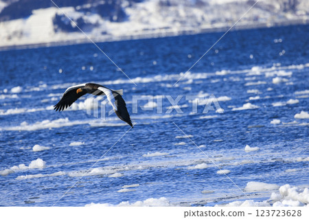 King of the sea, messenger of drift ice, Steller's sea eagle, photographed in Rausu Town, Menashi District, Hokkaido King of the sea, messenger of drift ice, Steller's sea eagle, photographed in Rausu Town, Menashi District, Hokkaido 123723628
