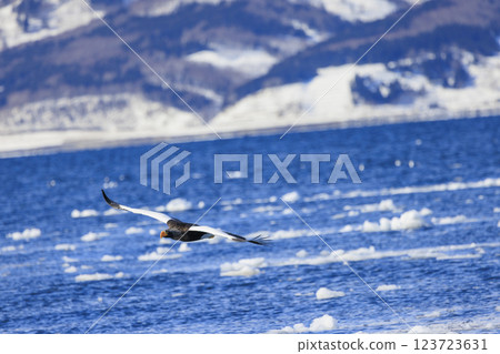 King of the sea, messenger of drift ice, Steller's sea eagle, photographed in Rausu Town, Menashi District, Hokkaido 123723631