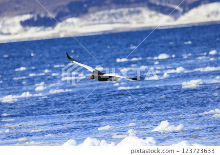 King of the sea, messenger of drift ice, Steller's sea eagle, photographed in Rausu Town, Menashi District, Hokkaido King of the sea, messenger of drift ice, Steller's sea eagle, photographed in Rausu Town, Menashi District, Hokkaido 123723633