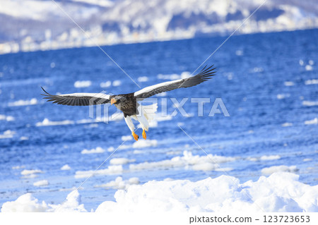 海上之王、流冰使者、虎頭海雕，拍攝於北海道目梨郡羅臼町 123723653