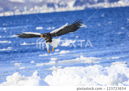 海上之王、流冰使者、虎頭海雕，拍攝於北海道目梨郡羅臼町 123723654